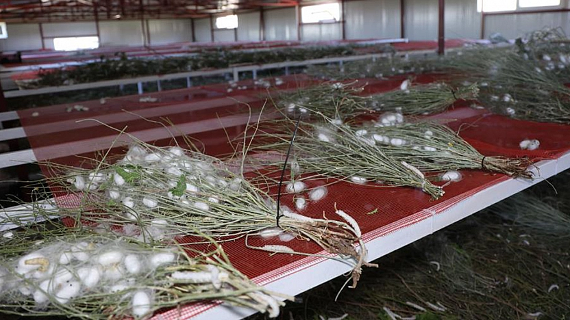 Elazığ'ın beyaz altını herkese ilham oldu