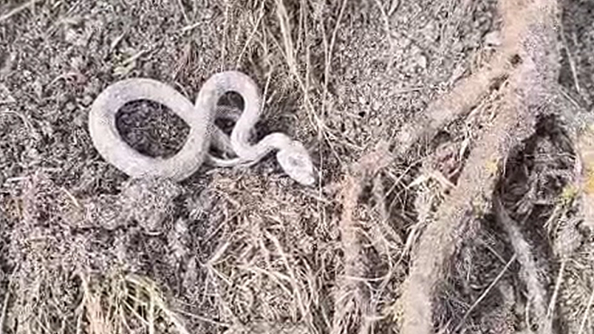 Elazığ kış ortasında yılan şaşkınlığı