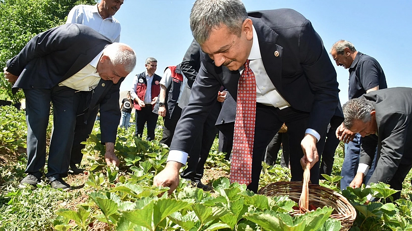 Erol Keleş çilek hasadına katıldı: Üreticilerle tarlada buluştu