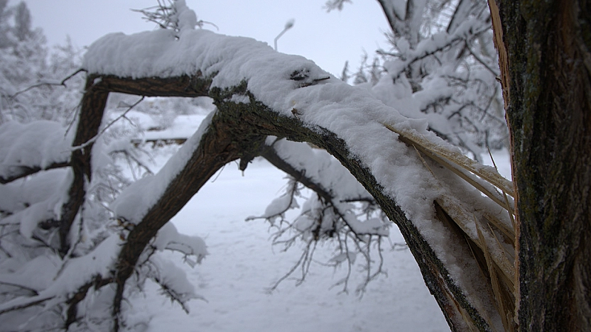 Harput'ta yoğun kar ağaçları kırdı