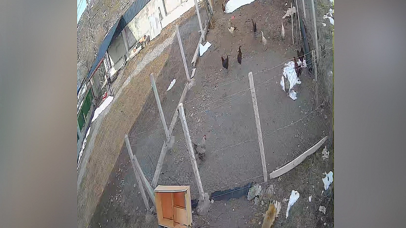 Karakoçan'da tilkinin kümes baskını kamerada