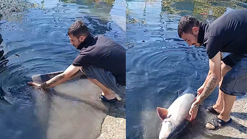 Keban Baraj Gölü'nde 35 Kiloluk Mersin Balığı heyecanı