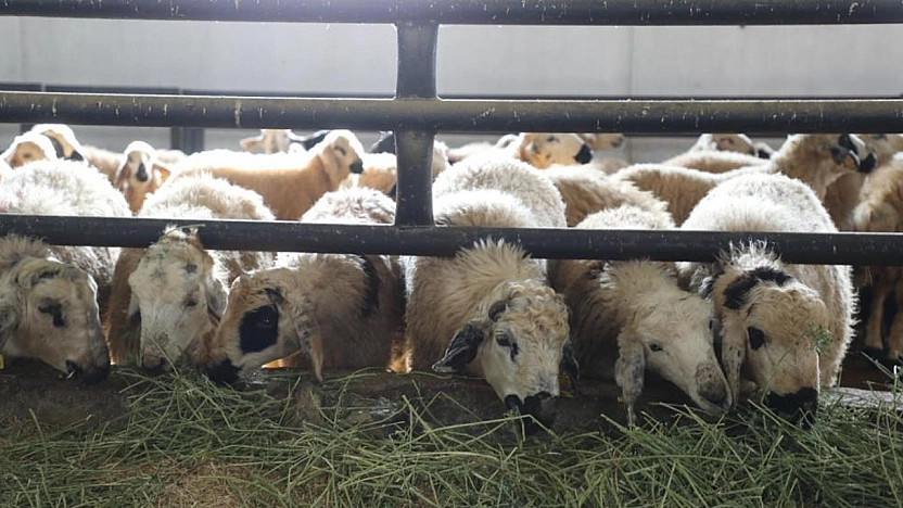 Keban'da 6 köy karantinaya alındı