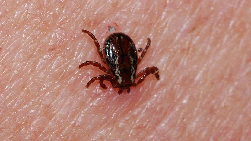 Kene yapışması sonucu bir can daha gitti: aynı aileden 6 yıl ardından ikinci ölüm