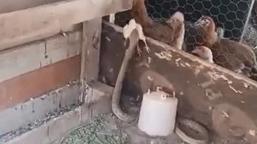 Kümese giren yılan civcivi kaptığı gibi yedi