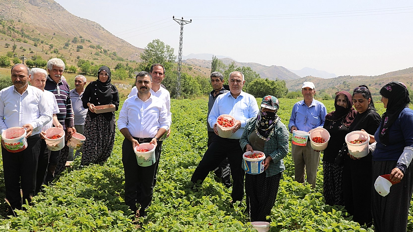 Maden'de organik yerli çilek hasadı yapıldı