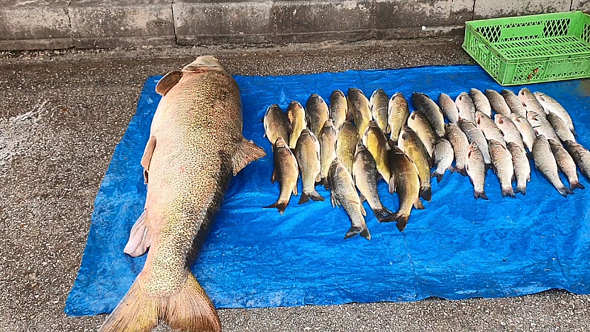 Murat Nehri'nden çıkan dev balık görenleri şaşkına çevirdi