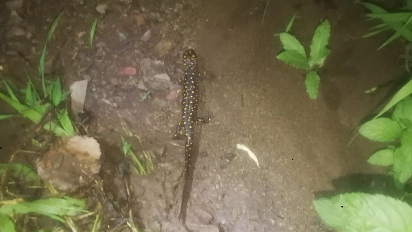 Palu'da nesli tükenmekte olan benekli semender görüntülendi