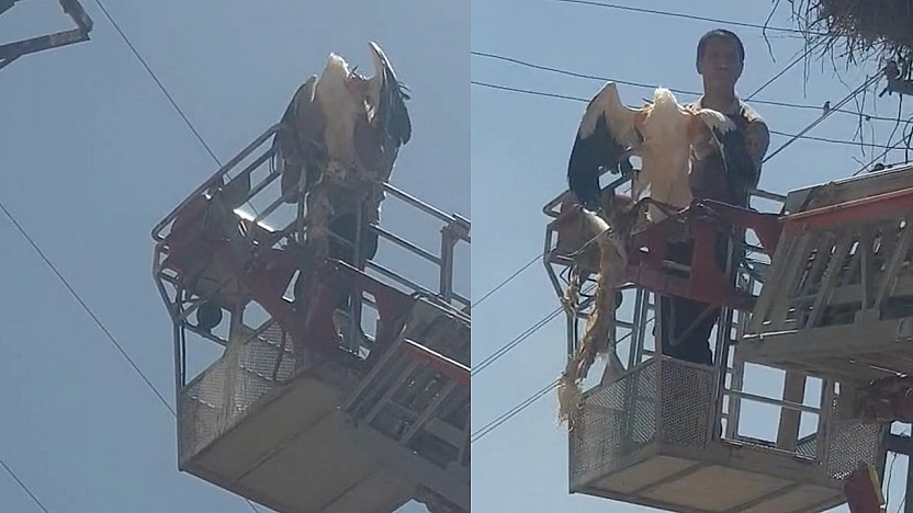 Palu'da yaralı leylek itfaiye ekipleri tarafından kurtarıldı
