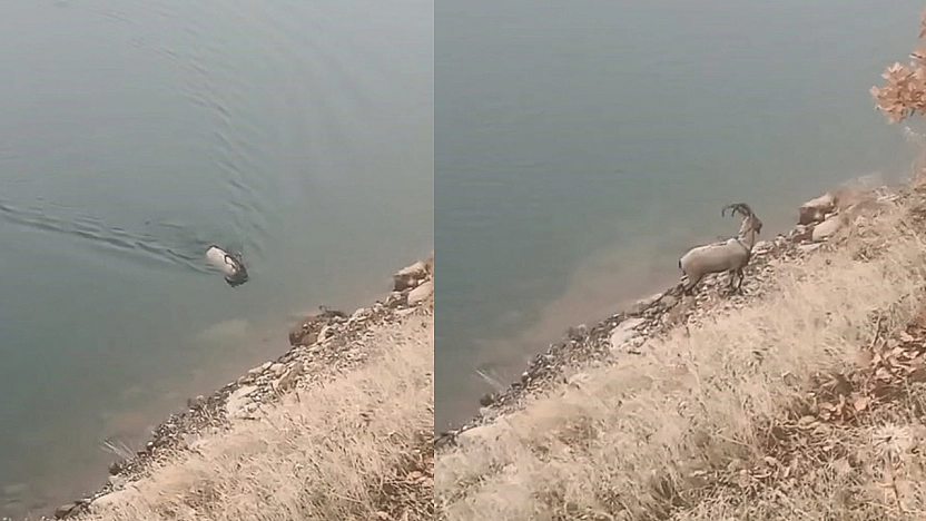 Sarp kayalıkların ustası baraj gölünde yüzerken görüldü