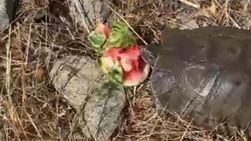Tunceli'de ilginç anlar