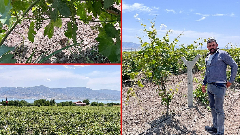 Üzümde zor yıl