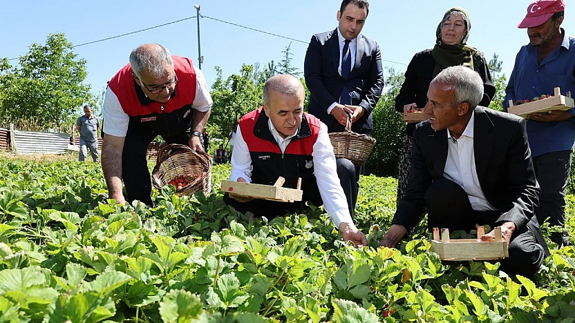 Vali Hatipoğlu, Maden'de çilek hasadına katıldı