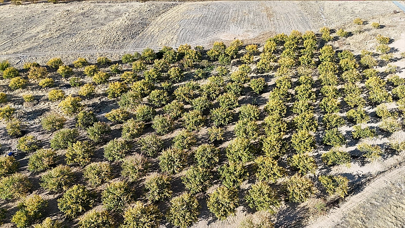 Zirai dondan etkilenen kayısı ağaçları gelecek yıl için umut veriyor