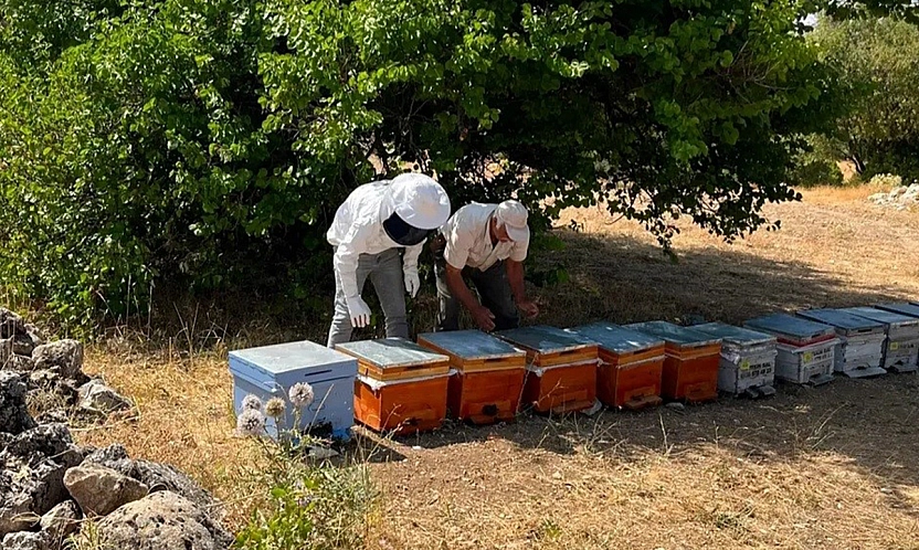 Ağın'da arıcılık çalışmaları hız kesmeden devam ediyor