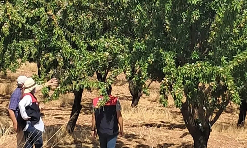 Ağın'da badem bahçeleri mercek altında