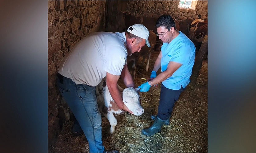 Ağın'da büyükbaş hayvanlarda aşılama ve küpeleme çalışması