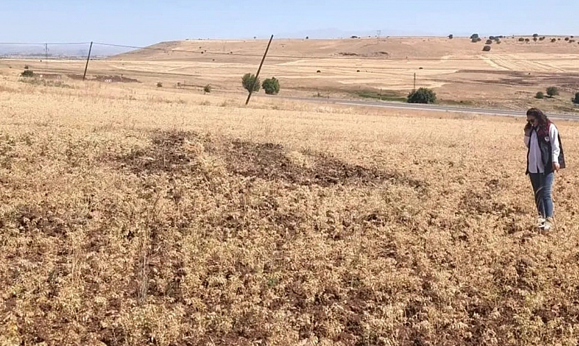 Ağın'da tüylü nohutta hasat bereketi