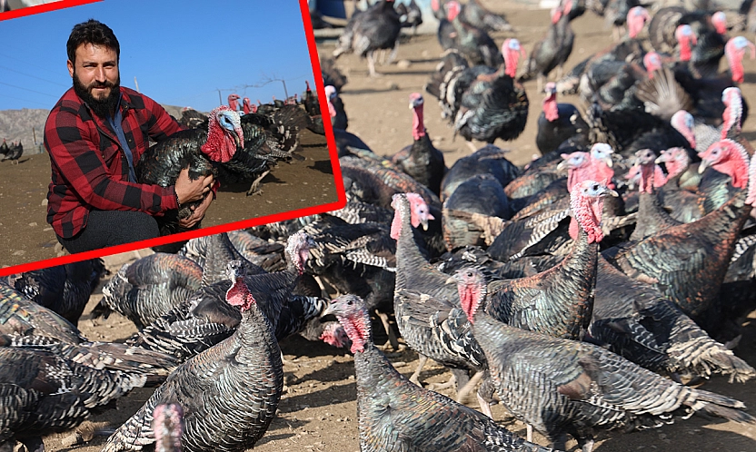 Almanya macerası bitti: Elazığ'da hindi çiftliği kurdu