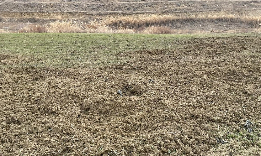 Baskil'de yaban domuzları ekili 10 dönüm araziyi talan etti