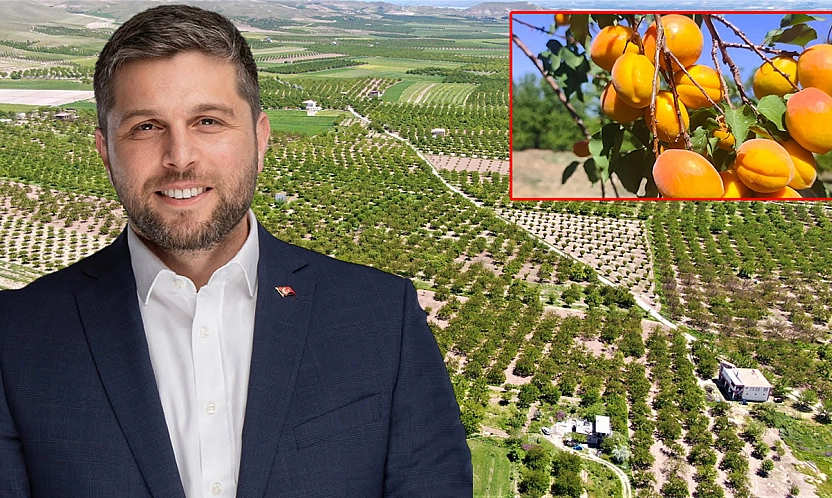 Baskil Kayısısı'nın size ne zararı var?