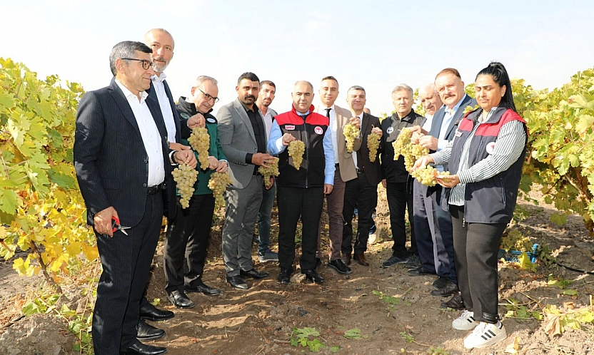 Elazığ bağlarında hasat zamanı: Hoşköy'de üreticiler bir araya geldi
