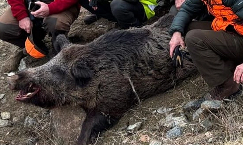 Elazığ'da 200 kiloluk yaban domuzu avlandı