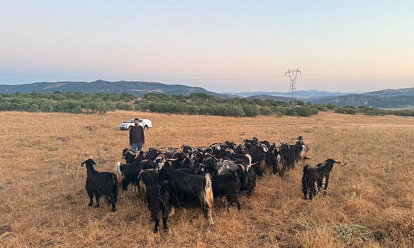 Elazığ'da 30 keçi dronla bulundu