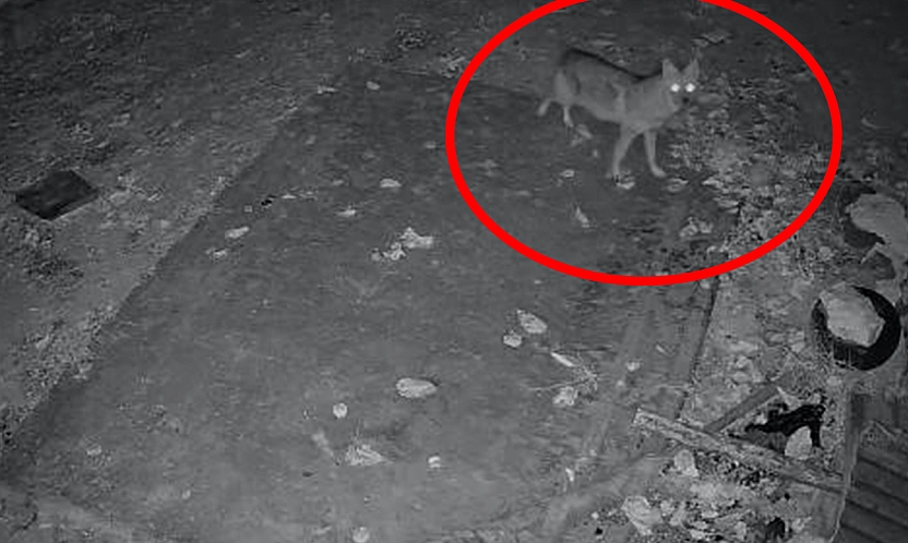 Elazığ'da aç kalan çakal köye indi