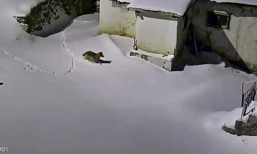 Elazığ'da aç kalan kurt evin etrafında görüntülendi