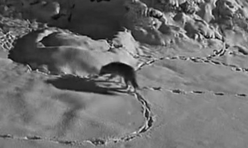 Elazığ'da aç kalan kurt mezraya indi