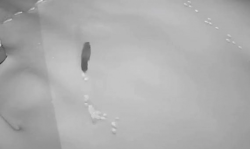 Elazığ'da Aç kalan tilki, tavşan ve sansarlar köylere indi