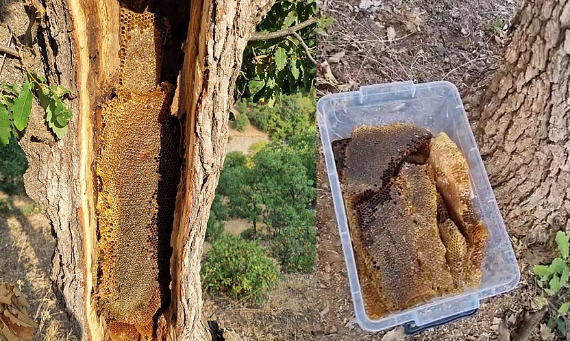 Elazığ'da ağaç gövdesinden kilolarca bal çıktı