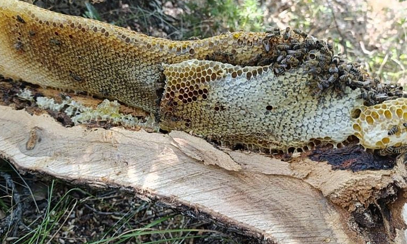 Elazığ'da ağaç kovuğundan kilo kilo bal çıktı