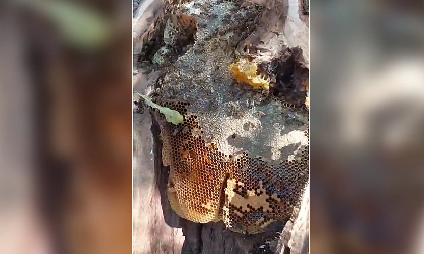 Elazığ'da ağaçtan bal hasadı: 13 kilo bal çıktı