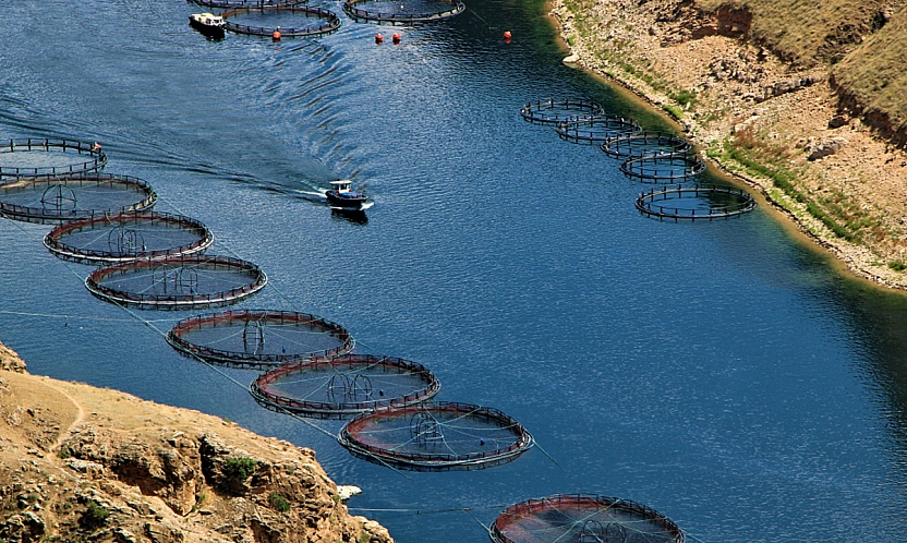 Elazığ'da alabalık ve tavuk eti ihracatı 2025'te rekor kırdı