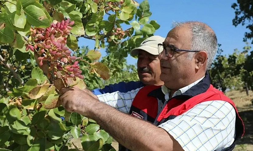 Elazığ'da Antep Fıstığı hasadı başladı