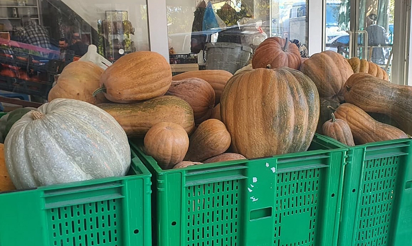 Elazığ'da ata tohumundan dev kabaklar