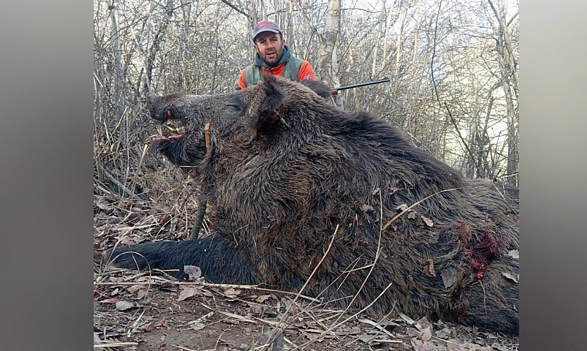 Elazığ'da avlandı, görenler aslan sandı