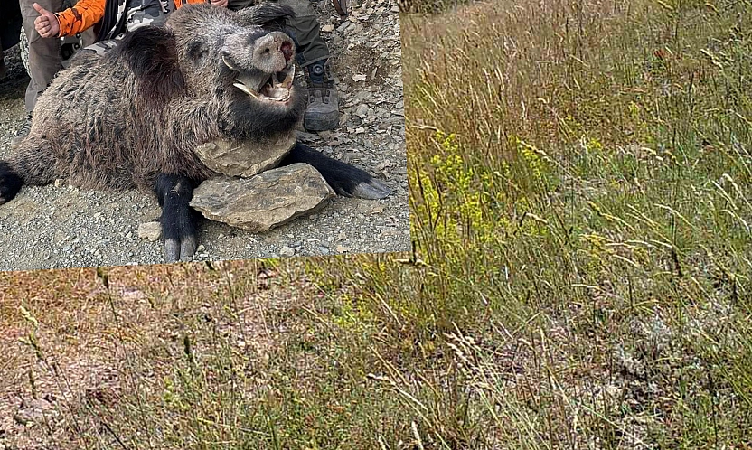 Elazığ'da avlandı: Görenler gözlerine inanamadı