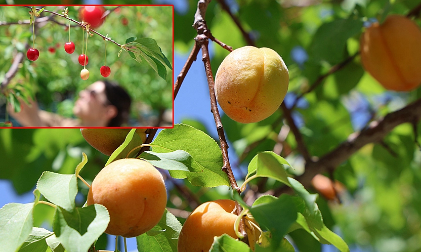 Elazığ'da bereket dönemi