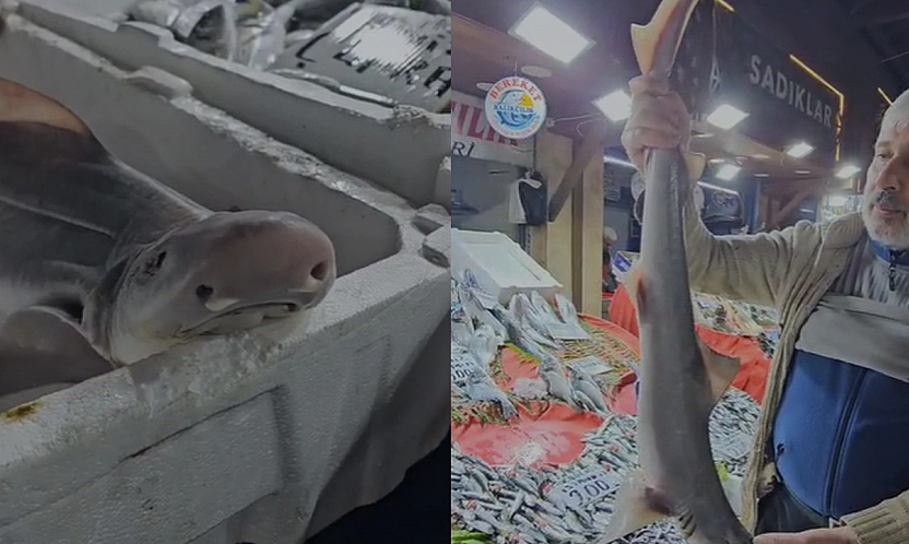 Elazığ'da bu balık ilgi odağı oldu!