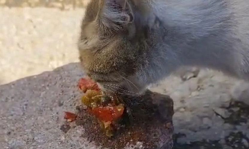 Elazığ'da bu kedi menemene hayır diyemedi