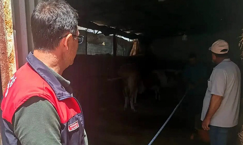 Elazığ'da büyükbaş hayvancılık işletmelerine sıkı denetim