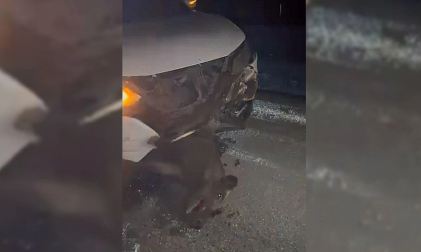 Elazığ'da cip domuza çarptı: 1 Hayvan telef, araç hasarlı