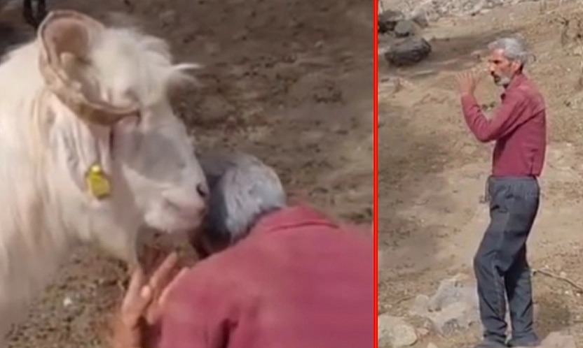 Elazığ'da çobanın 'Kim Yedi?' sorusuna keçiden ilginç yanıt
