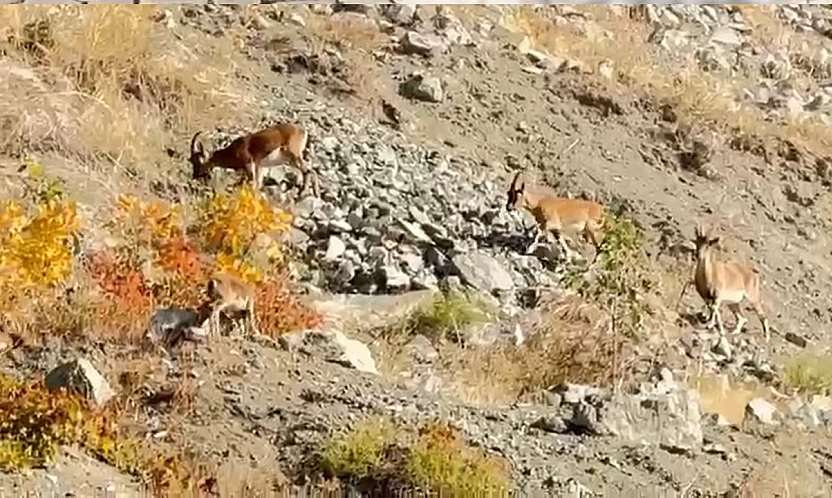 Elazığ'da dağ keçileri sürü halinde görüntülendi