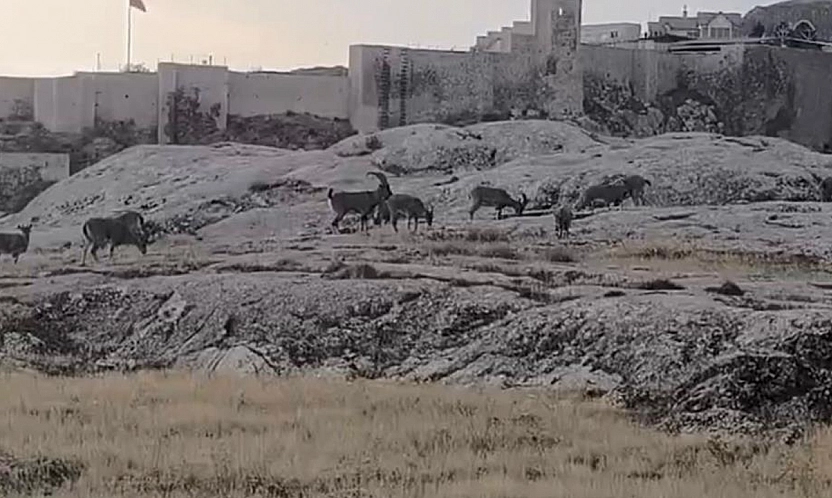 Elazığ'da dağ keçileri sürü halinde ortaya çıktı