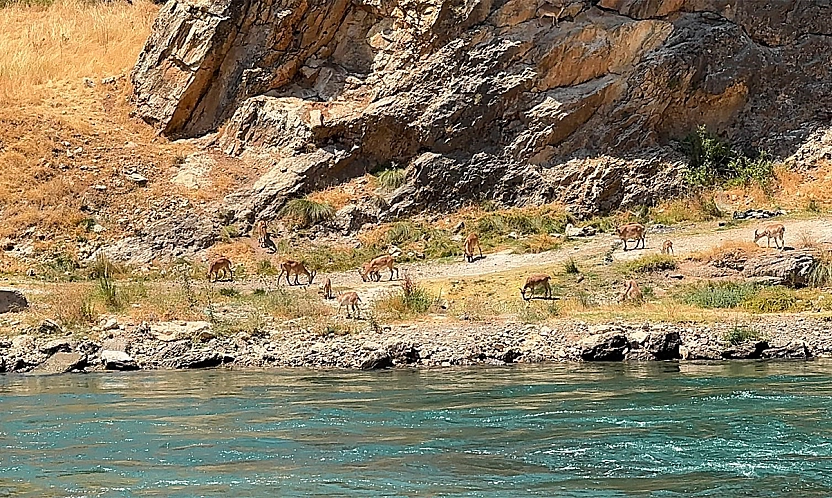 Elazığ'da dağ keçileri sürü halinde görüntülendi