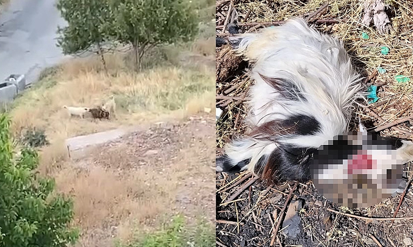 Elazığ'da dehşet anları: Keçi sürüsüne köpek saldırısı